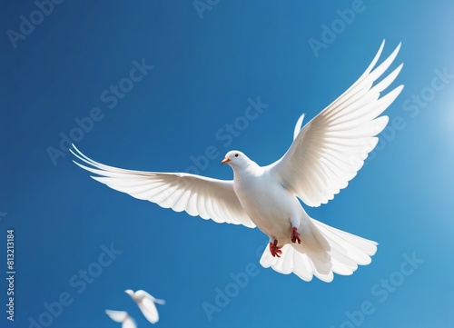 white dove flying