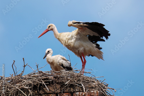 Stork with chick in nest. Adult white stork, Ciconia ciconia, standing with spread wings in nest on old chimney. Parent cares about juvenile chick. Urban wildlife. Nesting season.
