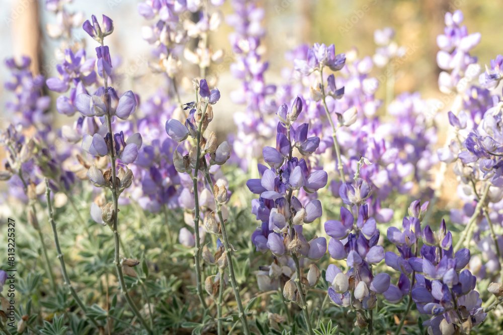 Obraz premium Purple Lupine Bloom in Tiltill Valley in Yosemite