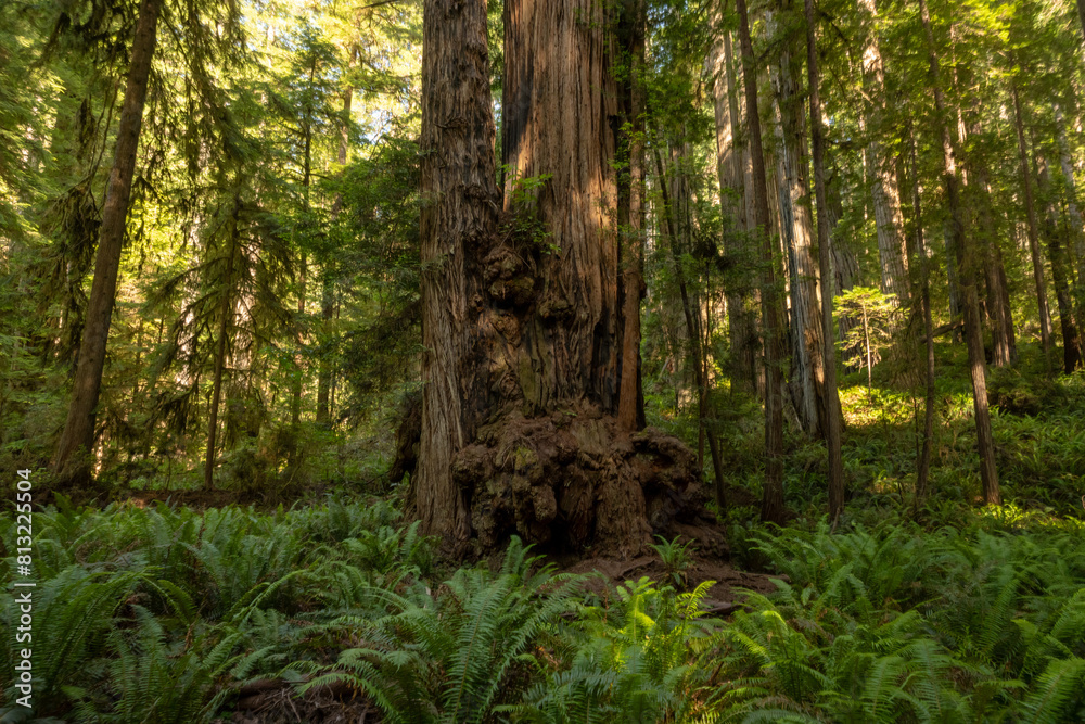 Redwood Tree With Large Burl At The Base Surrounded By Ferns Redwood Tree With Large Burl At The Base Surrounded By Ferns