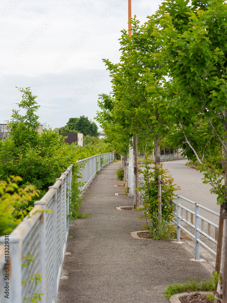 街路樹が並ぶ歩道の風景