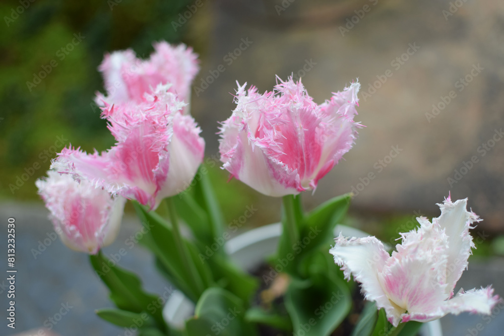 Very rare shape tulips - pink gradation color and fringe decoration tulips / 珍種のチューリップの花 - ピンク色・フリンジ縁取り種 Very rare shape tulips - pink gradation color and fringe decoration tulips / 珍種のチューリップの花 - ピンク色・フリンジ縁取り種