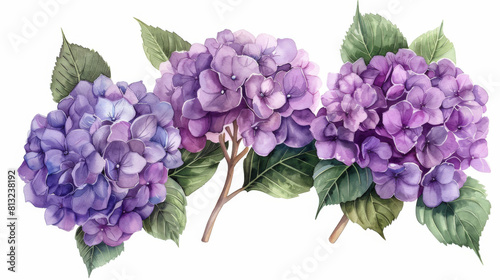 Illustration of colorful hydrangea flowers in shades of purple and blue  beautifully rendered in watercolor.