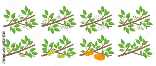 Mandarin orange citrus development stages of plants. Tangerine budding and flowering. Ripening growth period on a branch. photo