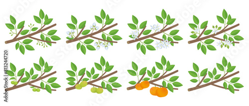 Mandarin orange citrus development stages of plants. Tangerine budding and flowering. Ripening growth period on a branch.