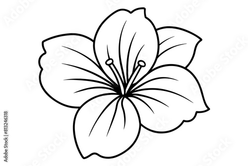 hibiscus flower vector illustration