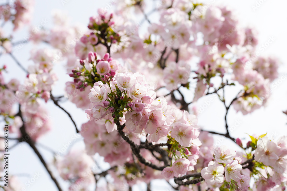 Branches of sakura flowers, cherry blossom Branches of sakura flowers, cherry blossom