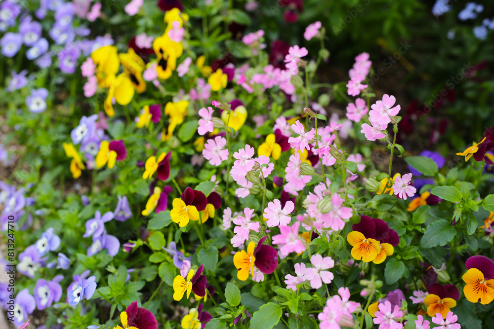 Naklejka premium Beautiful pansy flowers in the garden