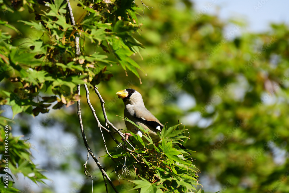 Obraz premium モミジの木にイカル