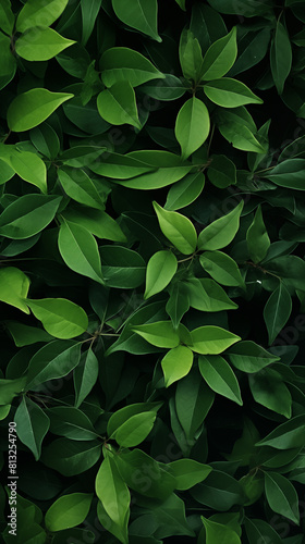 Image of Tree Leaves and Plants  Pattern Style  For Wallpaper  Desktop Background  Smartphone Phone Case  Computer Screen  Cell Phone Screen  Smartphone Screen  9 16 Format - PNG