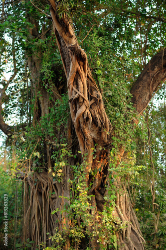 Banyan (Strangler Fig) Surrounding Another Tree with Its Roots
