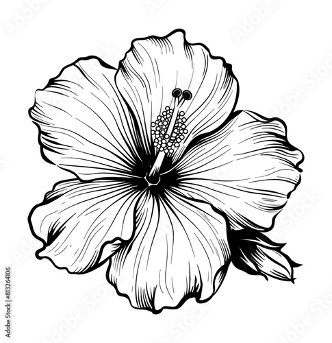 hibiscus flower engraving black and white outline