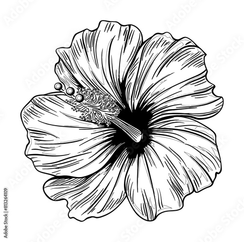 hibiscus flower engraving black and white outline