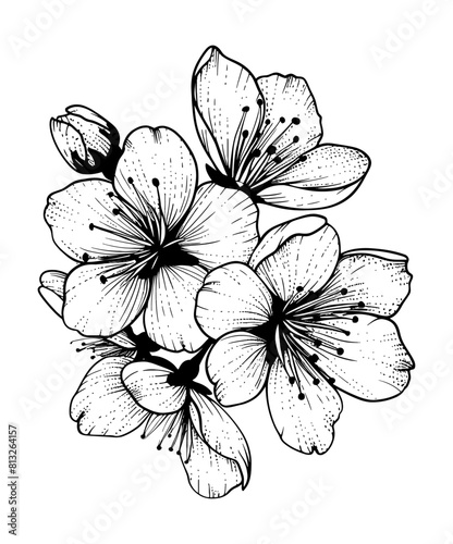 sakura flower engraving black and white outline