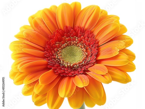 gerbera color flower on white background