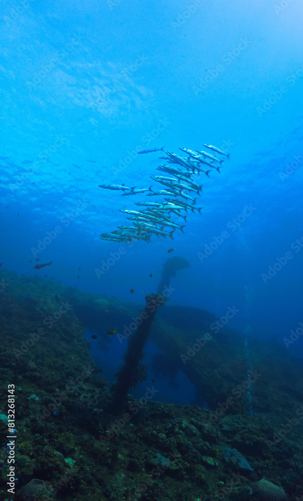 Underwater photo of school of barracuda fish. Scuba dive from the shipwreck USS Liberty in Tulamben, Bali, Indonesia. Underwater photo of school of barracuda fish. Scuba dive from the shipwreck USS Liberty in Tulamben, Bali, Indonesia.