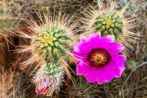 Lace Hedgehog Cactus with Pink Flowers in Bloom in Spring. Sharp spines surround blooms. Echinocereus reichenbachii. photo