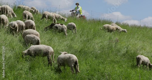 Cyclist, sheep, Elbe cycle path near Boizenburg, Mecklenburg-Western Pomerania, Germany, Europe
