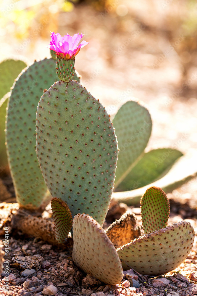Beavertail Prickly Pear Cactus with Pink Flower in Bloom. Pink flower on beavertail prickly pear cactus in desert southwest of Arizona. Opuntia basilaris Beavertail Prickly Pear Cactus with Pink Flower in Bloom. Pink flower on beavertail prickly pear cactus in desert southwest of Arizona. Opuntia basilaris