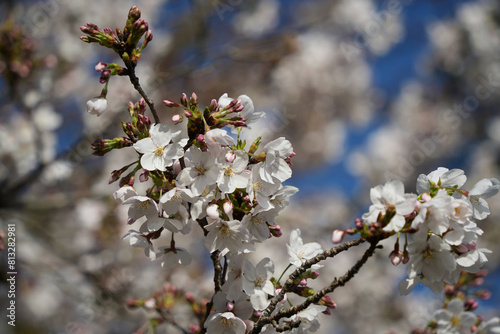 咲き始めた桜の美しさ