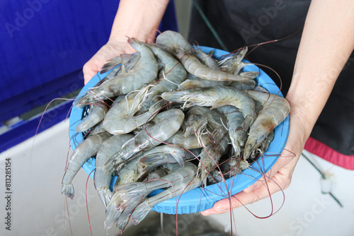 Close-up shot of white shrimps in hand, selling fresh white prawns to customers. Woman hand holding  fresh white Shrimp.