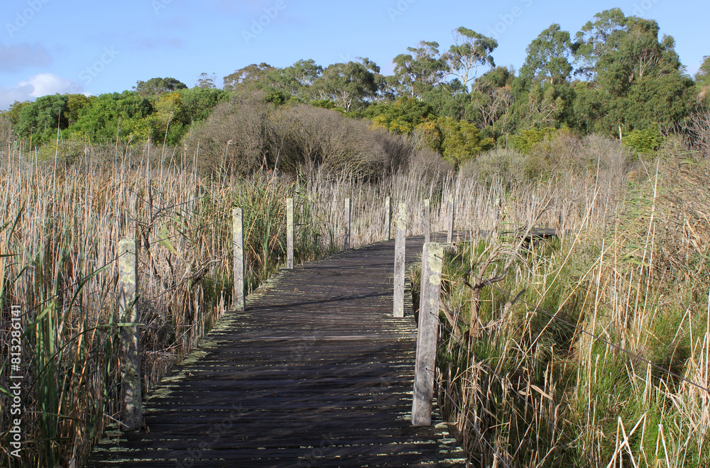 Fototapeta premium Wooden boardwalk through wetlands with reeds, grass and trees at Tower Hill Wildlife Reserve near Warrnambool in Victoria, Australia
