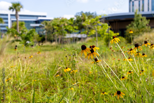 Wildflowers in park photo