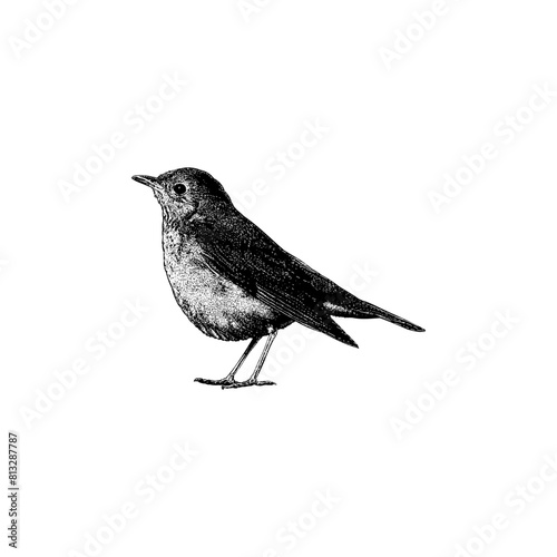 Veery hand drawing vector isolated on background.	