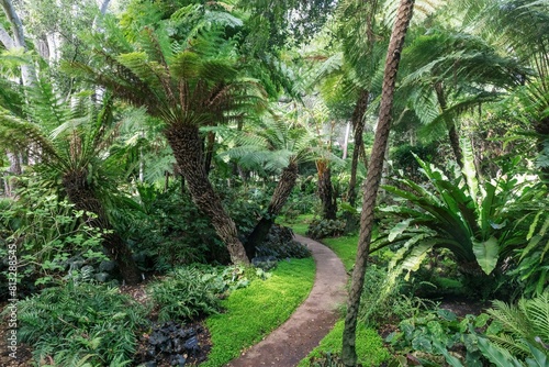 Trees and ferns in botanical gardens in Santa Barbara, California, United States of America.