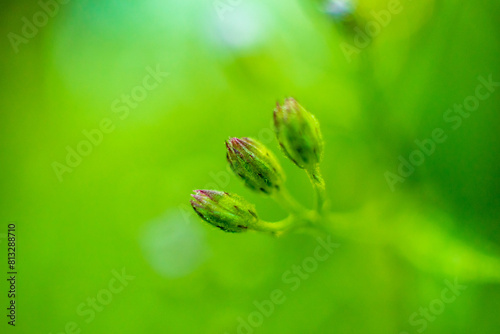 close up of flower bud © Johnster Designs