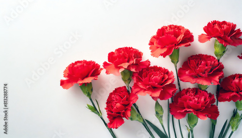 Bouquet of red carnations on simple white background