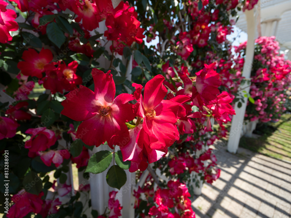 Obraz premium 鮮やかな赤色の薔薇