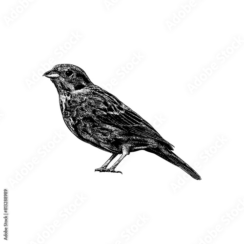 Yellowhammer hand drawing vector isolated on background.	