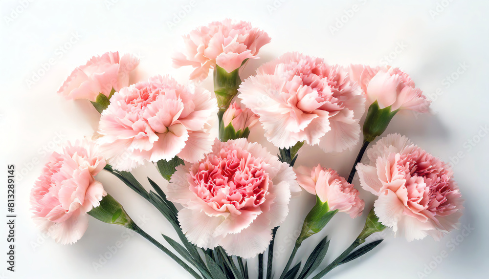 Bouquet of pink carnations on simple white background Bouquet of pink carnations on simple white background