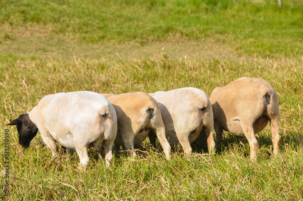 Obraz premium A group of great Dorper Sheep grazing on the farm's green pastures