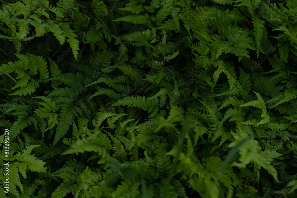 シダ植物 シダ植物