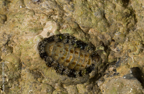 Acanthopleura haddoni  tropical species of chiton. The fauna of the Red Sea. A marine molluscs on a rock.
