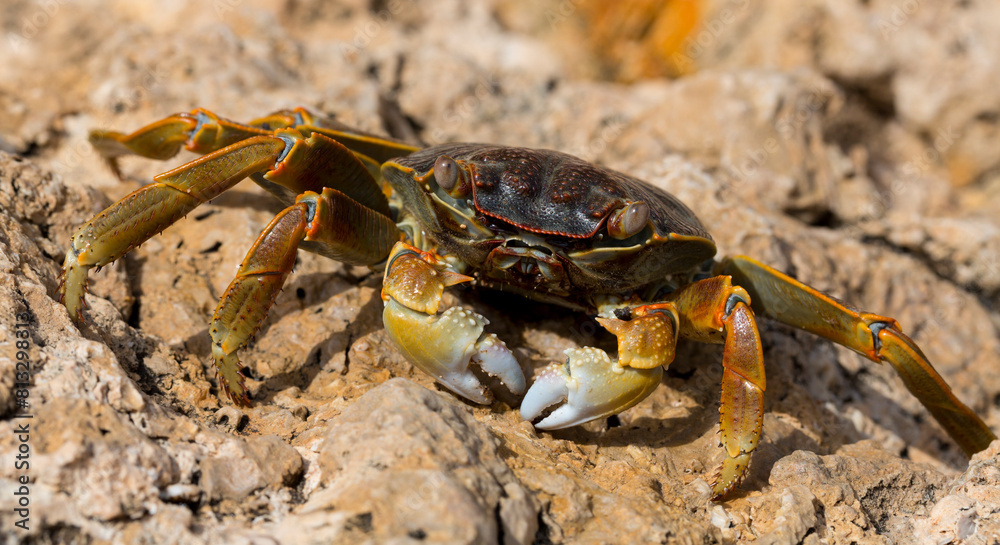 Grapsus albolineatus is a species of decapod crustacean in the family Grapsidae Grapsus albolineatus is a species of decapod crustacean in the family Grapsidae