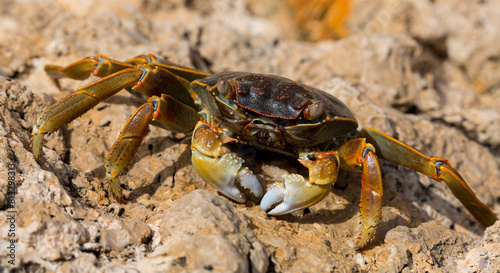 Grapsus albolineatus is a species of decapod crustacean in the family Grapsidae photo