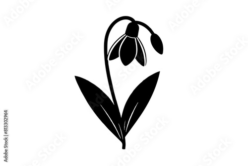 snowdrop flower vector illustration