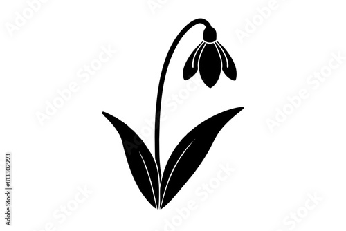 snowdrop flower vector illustration