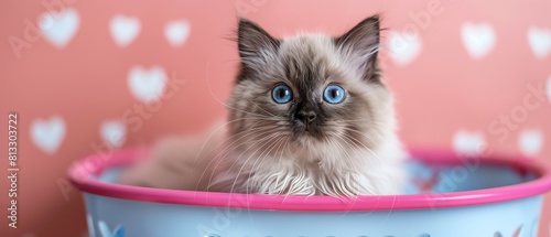 a himalayan cat in a laundry basket, editorial photography, pastel stripe with hearts pattern wallpaper background