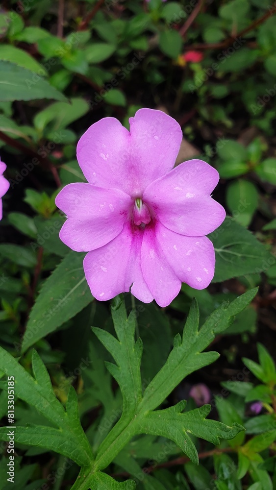 pink impatiens flower in the garden pink impatiens flower in the garden
