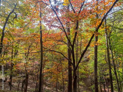 Sunny view of the beautiful fall color of Hobbs State Park-Conservation Area