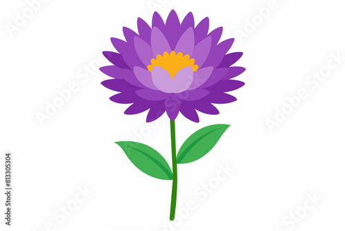 aster flower vector illustration