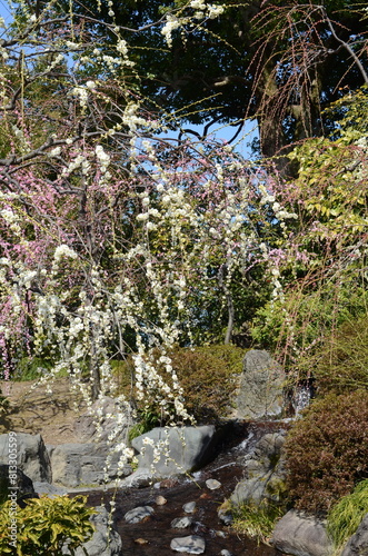 【京都】城南宮に咲くしだれ梅