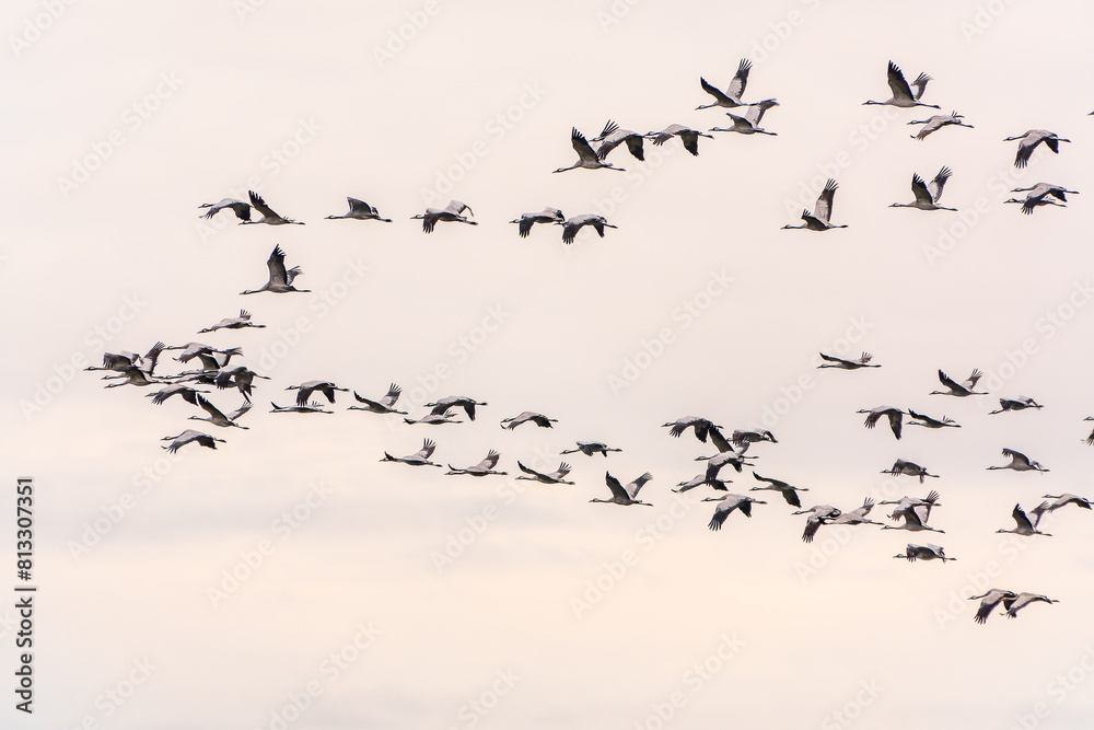 Obraz premium Flying cranes flock against blue sky