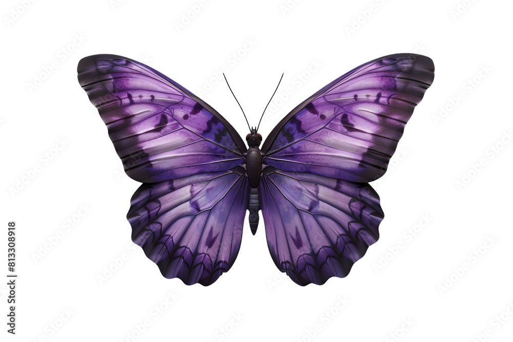 Fototapeta premium butterfly isolated on transparent background