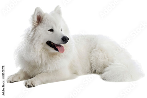 Samoyed Dog Isolated