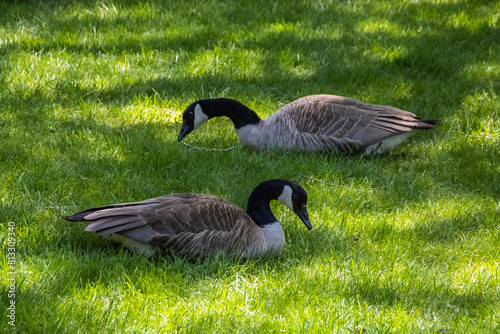 canadian geese on a lawn